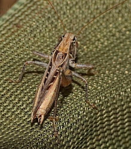 Réf. 347 161 : Tessellana tessellata tessellata